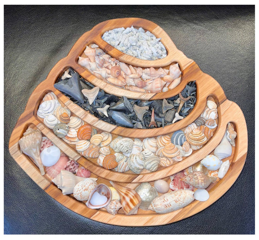 pawleys isalnd shell tray with various shells in it